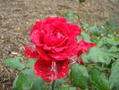 Diva rose photo