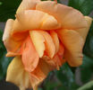 Goldenes Mainz rose photo