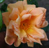 Lady Elphinstone rose photo