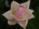 La Favorite rose photo