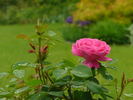 Charlemagne rose photo