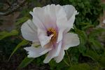 Feng Dan Bai 鳳丹白 peony photo