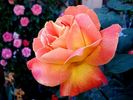 Aquarelle rose photo