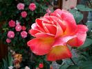Aquarelle rose photo