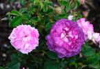 Alexandre Laquement rose photo
