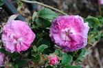Alexandre Laquement rose photo