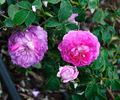 Alexandre Laquement rose photo