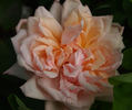 La Favorite rose photo