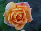 Lady Elphinstone rose photo