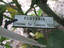 Clotaria rose photo