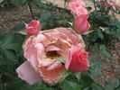 Clotaria rose photo