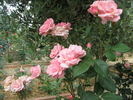 Clotaria rose photo
