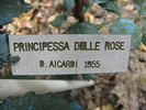 Principesse delle Rose rose photo