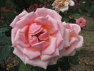 Principesse delle Rose rose photo