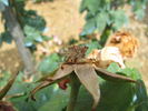 Madame Nobécourt rose photo