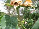 Madame Nobécourt rose photo