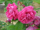 Comte de Falloux rose photo