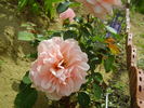 Aladdin Palace rose photo