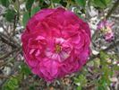 Agathe Fatime rose photo