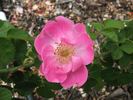 Jeanie Deans rose photo