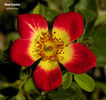 Neon Cowboy ™ rose photo
