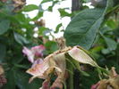Gaspard Monge rose photo