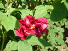 Alcime rose photo