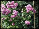Blue Fairy rose photo