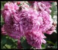 Blue Fairy rose photo