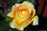 Candlelight ™ (hybrid tea, Swim rose photo