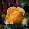 Candlelight ™ (hybrid tea, Swim rose photo