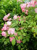 Adrian Reverchon rose photo