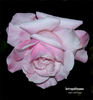 Istropoliteana rose photo