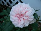 Mystic Beauty rose photo