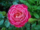 Hope and Joy rose photo