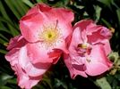 Glenara rose photo