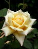 Northern Lights ® rose photo