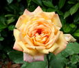 Antonelliana rose photo
