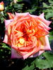 Antonelliana rose photo