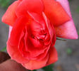 Autumn Tints rose photo