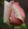 Christoph Weigand rose photo