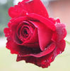 Dinah rose photo