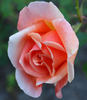 Fliegerheld Oehring rose photo