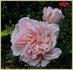 Onkaparinga rose photo