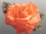 Close Up rose photo