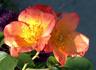 Radway Sunrise rose photo