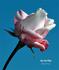 Lily the Pink rose photo