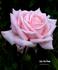 Lily the Pink rose photo