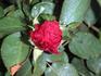 Red Velvet rose photo