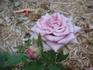 Blue Curiosa ™ rose photo